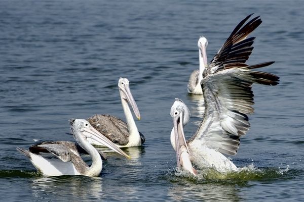 Feathered Travelers: Why Migratory Birds Flock to India