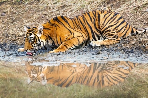 Beat the Heatwave: Animals Cool Down with Refreshing Water Play