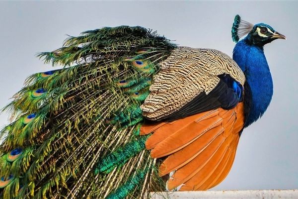 Pride of the Nation: Exploring the Significance of India's National Bird