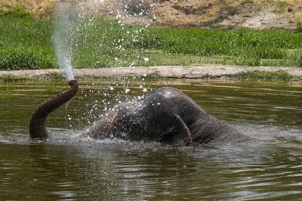 In pics: How Delhi's Animals and Birds are Handling the Heat