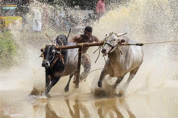 Bulls: The Symbolic Powerhouses of South Indian Festivals