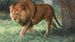 Lion Safari in Siliguri: A Roaring Attraction for Wildlife Enthusiasts
