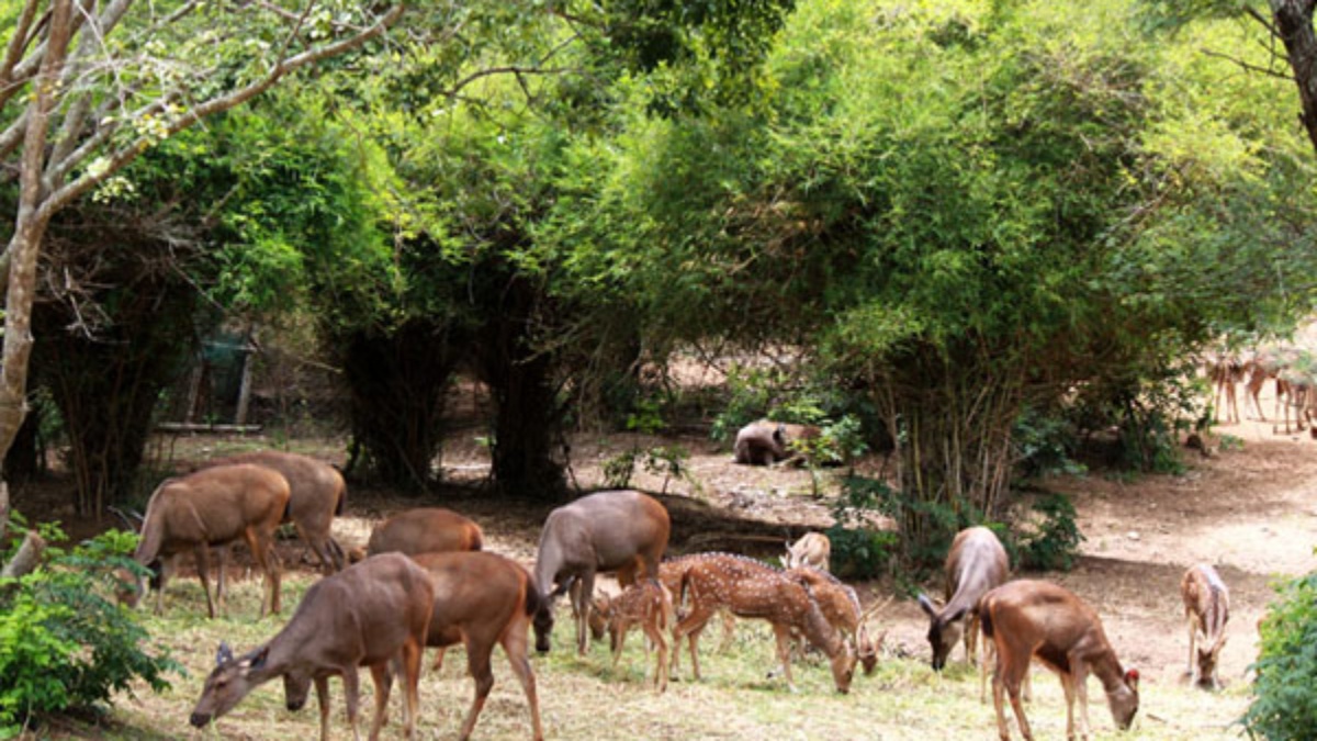 Bannerghatta National Park  Entry Fee & Timings