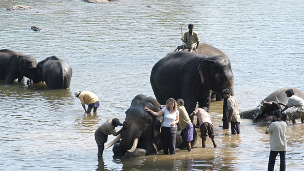 Dubare Elephant Camp  Entry Fee & Timings