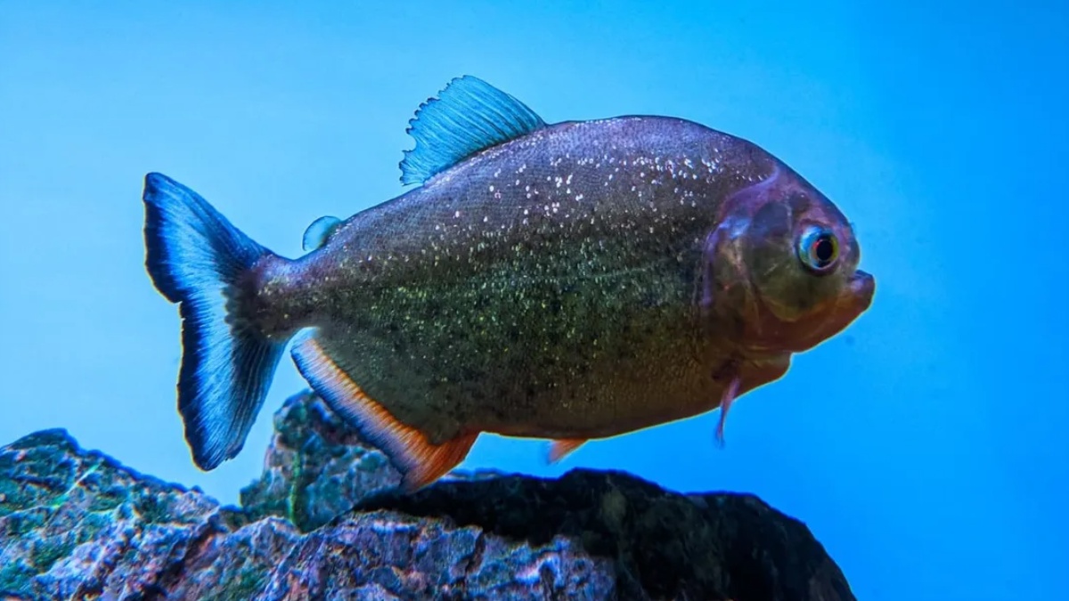 Namma Bengaluru Aquarium  Entry Fee & Timings