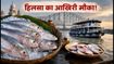 कोलकाता में हिलसा का आखिरी मौका: आज ही चखें मानसून का ये खास स्वाद