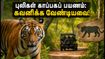 சர்வதேச புலிகள் தினம்: தமிழகத்தின் புலிகள் காப்பகங்களுக்குச் சுற்றுலா செல்லத் திட்டமிடுபவர்கள் கவனத்திற்கு!