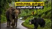 வால்பாறை, குன்னூர் சுற்றுலா செல்கிறீர்களா? வனவிலங்குகள் நடமாட்டம் அதிகம் - இந்த பாதுகாப்பு விதிகளை மறக்காதீர்கள்!