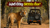 బండిపూర్, నాగర్‌హోల్ సఫారీకి వెళ్తున్నారా? టికెట్లు దొరకడం లేదా? ఈ చిట్కాలు పాటిస్తే మీ సీట్ గ్యారెంటీ!
