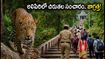 తిరుమల అలిపిరి నడకదారిలో చిరుతల సంచారం.. భక్తులు వెళ్లే ముందు ఈ జాగ్రత్తలు తప్పనిసరి!