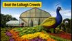 Beat the Crowds at Lalbagh Flower Show 2026: Essential Tips for a Seamless Visit