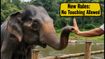 Dubare Elephant Camp Reopens: New No-Touch Rules and Entry Guidelines You Must Know