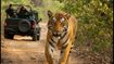 Safari Season Reopens October 1: How to Snag Last-Minute Ranthambore, Sariska, and Tadoba Slots