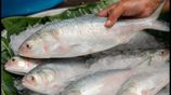 https://hindi.nativeplanet.com/img/158x/2026/08/kolkata-monsoon-hilsa-guide-2026-best-markets-prices-buying-tips_1200x675_1786976661086_.jpg