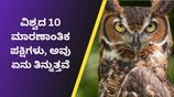 ಮೊಲಗಳು, ಹಾವುಗಳು, ಮರಿ ಮೊಸಳೆಗಳನ್ನು ತಿನ್ನುವ 10 ಮಾರಣಾಂತಿಕ ಪಕ್ಷಿಗ