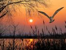 Kanwar Lake Bird Sanctuary – Defining The Natural Beauty Of Bihar