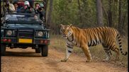 Heading to Nagarahole? Online Safari Slots Shut at Nanachi and Veeranahosahalli Gates Today