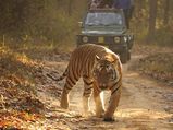Top 7 Safari Parks in India