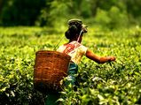 International Tea Day 2022: Best Tea Plantation States in India 