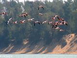  World Sparrow Day 2022: Ideal Bird Watching Destinations of India