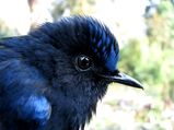  World Wildlife Day 2022: Birds of Arunachal Pradesh
