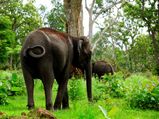 Trip to Betla National Park 