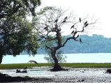 Bird-Watching At Goa 