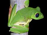 Wildlife Sanctuaries in Goa 