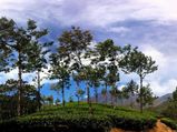 Travel to Munnar this Season!