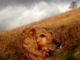 Pet Friendly Hotels in India