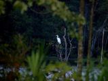 Birdwatching in Mumbai, Of Binoculars and Patience!