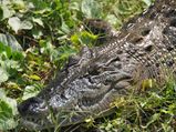  Sundarbans: The Beauty and the Beast