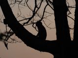 Wildlife week 2021: A Travel Guide to the Jim Corbett National Park