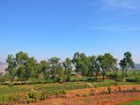 Sightseeing in Panchgani