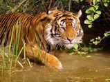 Hoshangabad, Home to Wild Encounters