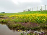 A Carpet of Wildflowers - Kaas Plateau, Maharashtra