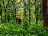 Treasures of Nature at Pollachi, Tamil Nadu