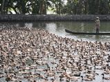 Travel to the 10 Amazing Lakes of Kerala