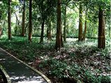 Travel to the Teak Town of Nilambur