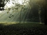 Scenic Tour of Assam