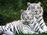 Stunning Photo Tour of Bandhavgarh