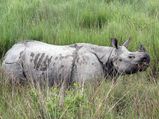 A Tryst with Wildlife at Kaziranga National Park