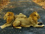 Travel to the 5 Picnic Spots In and Around Mumbai