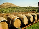 Travel to the 5 Vineyards of India