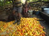 Experience Goa's Coconut and Cashew Festival 2015