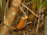 Mesmerizing Captures of Agumbe