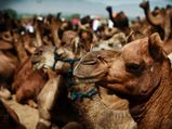 Travel to the Vibarant Cities of India