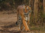 Wildlife Tourism – 8 National Parks that House Endangered Species