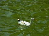 Chattisgarh Tourism – The Nature Town of Jashpur