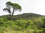 Karnataka Tourism – The Serene Town of BR Hills